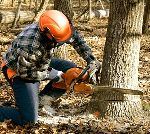 Tree Removal in Marcellus, MI